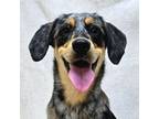 Adopt Gracie a Australian Cattle Dog / Blue Heeler
