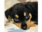 Adopt Harmonia a Rottweiler