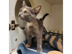 Adopt Goldenrod a Domestic Short Hair
