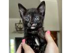 Adopt Marie a Domestic Short Hair