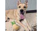 Adopt Lilah a Shepherd
