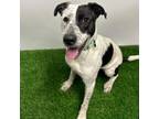 Adopt Remy a Mixed Breed