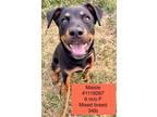 Adopt Maisie a Hound