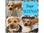 Adopt Sugar a Pit Bull Terrier, Hound