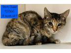 Adopt Storm Chaser a Domestic Short Hair