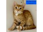 Adopt Dark Skies a Domestic Short Hair