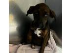 Adopt Maple 081307S a Labrador Retriever