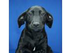 Adopt Prim 081302S a Labrador Retriever