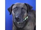 Adopt Annie - 072306S-2 a Labrador Retriever