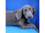 Adopt Katniss 081301S a Labrador Retriever