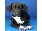 Adopt Olivia 081303S a Labrador Retriever