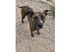 Adopt Riah a Mixed Breed