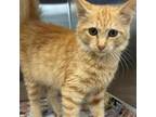 Adopt WINNIE Available NOW - ADOPTION or RESCUE! a Domestic Short Hair