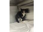 Adopt Mouse a Domestic Medium Hair, Domestic Short Hair