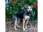 Adopt Smartie a Feist