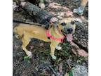 Adopt Confidence a Feist