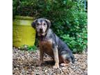 Adopt Secret a Shar-Pei