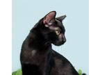 Adopt Eclipse a American Shorthair