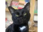 Adopt Mrs. Squeakers a Domestic Short Hair