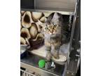 Adopt Opal a Domestic Medium Hair
