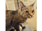 Adopt Topaz a Domestic Short Hair