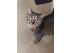 Adopt Birdie a Domestic Short Hair