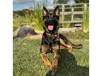 Adopt Medora--In Foster***ADOPTION PENDING*** a German Shepherd Dog