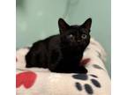 Adopt Calista--In Foster***ADOPTION PENDING*** a Domestic Short Hair