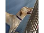 Adopt Ms. Wigglebottom a Yellow Labrador Retriever