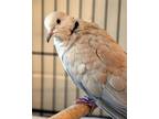 Adopt Baby E Junior (companion To Larry) a Dove