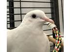 Adopt Wilma (companion To Binkus) a Dove