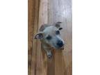 Adopt Jenny a American Staffordshire Terrier