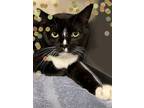 Adopt Dot a Domestic Short Hair
