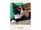 Adopt Sunset (with June) a Domestic Short Hair