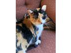 Adopt Scarlet a Domestic Short Hair