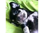 Adopt Hummingbird a Jack Russell Terrier, Basset Hound