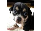 Adopt Chickadee a Jack Russell Terrier, Basset Hound
