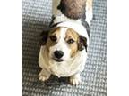 Adopt Birdie a Jack Russell Terrier, Basset Hound
