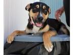 Adopt Sally a Shepherd, Mixed Breed