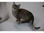 Adopt Isabel a Domestic Short Hair