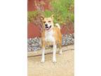 Adopt Dory a Australian Cattle Dog / Blue Heeler
