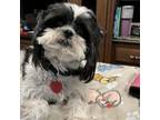 Adopt Coco a Shih Tzu