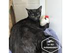 Adopt Capri a Domestic Short Hair