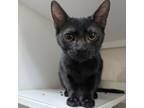 Adopt Poppi a Domestic Short Hair