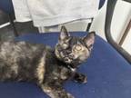 Adopt Paris a Domestic Short Hair