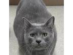 Adopt Santana a Domestic Short Hair