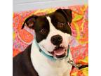 Adopt Hiyori a Mixed Breed