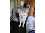 Adopt Aleesha a Domestic Short Hair