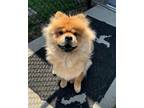 Adopt Queen Pumpkin a Chow Chow