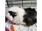 Adopt Bubbles a Guinea Pig
